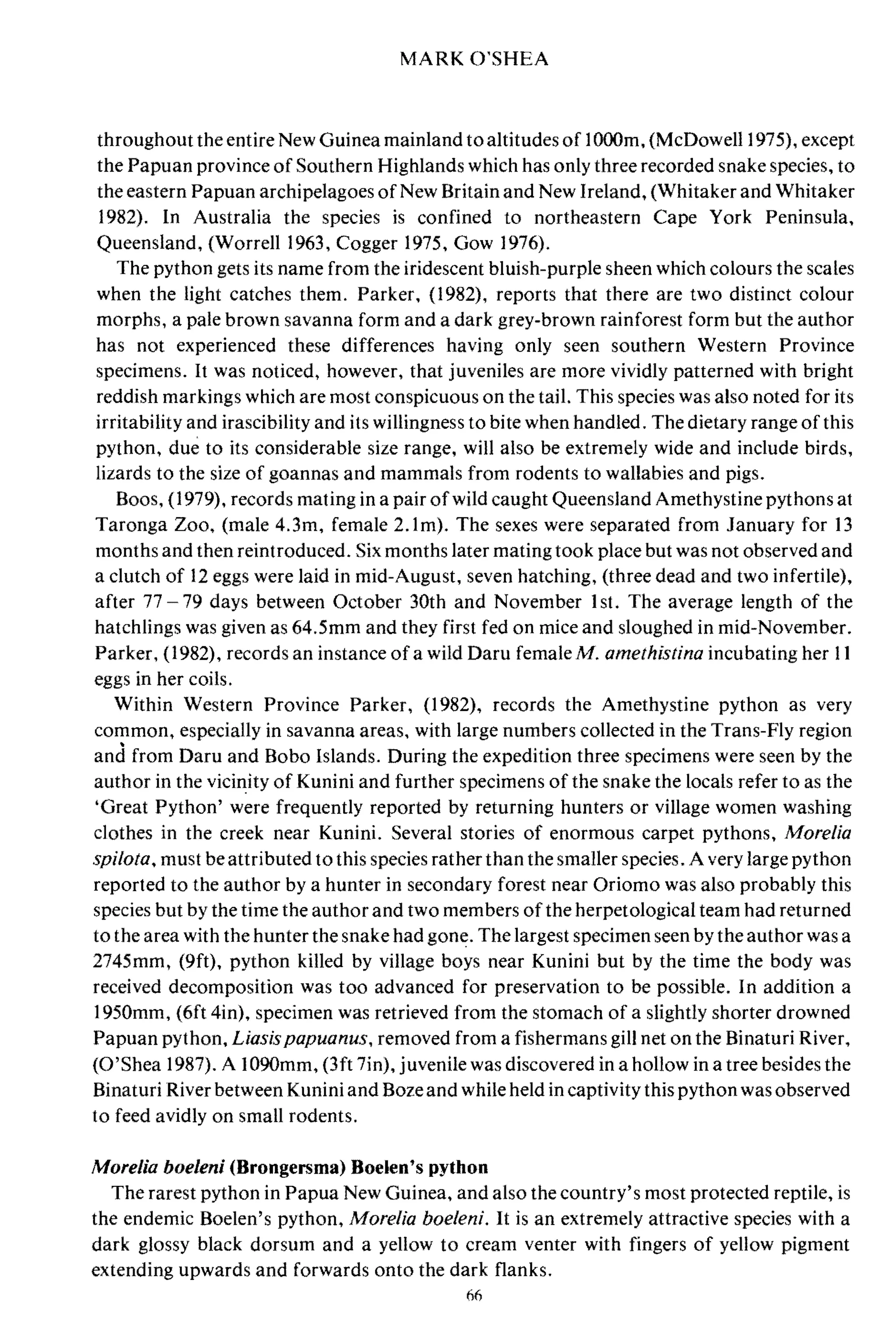 MARK O'SHEA
throughout the entire New Guinea mainland to altitudes of IDOOm, {McDowell 1975), except
the Papuan province of Southern Highlands which has only three recorded snake species, to
the eastern Papuan archipelagoes of New Britain and New Ireland, (Whitaker and Whitaker
1982). In Australia the species is confined to northeastern Cape York Peninsula,
Queensland, (Worrell 1963, Cogger 1975, Gow 1976).
The python gets its name from the iridescent bluish-purple sheen which colours the scales
when the light catches them. Parker, (1982), reports that there are two distinct colour
morphs, a pale brown savanna form and a dark grey-brown rainforest form but the author
has not experienced these differences having only seen southern Western Province
specimens. It was noticed, however, that juveniles are more vividly patterned with bright
reddish markings which are most conspicuous on the tail. This species was also noted for its
irritability and irascibility and its willingness to bite when handled. The dietary range of this
python, due to its considerable size range, will also be extremely wide and include birds,
lizards to the size of goannas and mammals from rodents to wallabies and pigs.
Boos, (1979), records mating in a pair ofwild caught Queensland Amethystine pythons at
Taronga Zoo, (male 4.3m, female 2.1m). The sexes were separated from January for 13
months and then reintroduced. Six months later mating took place but was not observed and
a clutch of 12 eggs were laid in mid-August, seven hatching, (three dead and two infertile),
after 77 79 days between October 30th and November 1s1. The average length of the
hatchlings was given as 64.5mm and they first fed on mice and sloughed in mid-November.
Parker, (1982), records an instance ofa wild Daru femaleM. arne/his/ina incubating her 11
eggs in her coils.
Within Western Province Parker, (1982), records the Amethystine python as very
common, especially in savanna areas, with large numbers collected in the Trans-Fly region
and from Daru and Bobo Islands. During the expedition three specimens were seen by the
author in the vicinity of Kunini and further specimens of the snake the locals refer to as the
'Great Python' were frequently reported by returning hunters or village women washing
clothes in the creek near Kunini. Several stories of enormous carpet pythons, Morelia
spilo/a, must beattributed to this species rather than the smaller species. A very large python
reported to the author by a hunter in secondary forest near Oriomo was also probably this
species but by the time the author and two members ofthe herpetological team had returned
to the area with the hunter the snake had gone. The largest specimen seen by the author was a
2745mm, (9ft), python killed by village boys near Kunini but by the time the body was
received decomposition was too advanced for preservation to be possible. In addition a
1950mm, (6ft 4in), specimen was retrieved from the stomach of a slightly shorter drowned
Papuan python, Liasispapuanus, removed from a fishermans gill net on the Binaturi River,
(O'Shea 1987). A 1090mm, (3ft 7in), juvenile was discovered in a hollow in a tree besides the
Binaturi River between Kunini and Bozeand while held in captivity this python was observed
to feed avidly on small rodents.
MoreNa boeleni (Hrongersma) Hoelen's python
The rarest python in Papua New Guinea, and also the country's most protected reptile, is
the endemic Boelen's python, Morelia boeleni. It is an extremely attractive species with a
dark glossy black dorsum and a yellow to cream venter with fingers of yellow pigment
extending upwards and forwards onto the dark flanks.
66
 