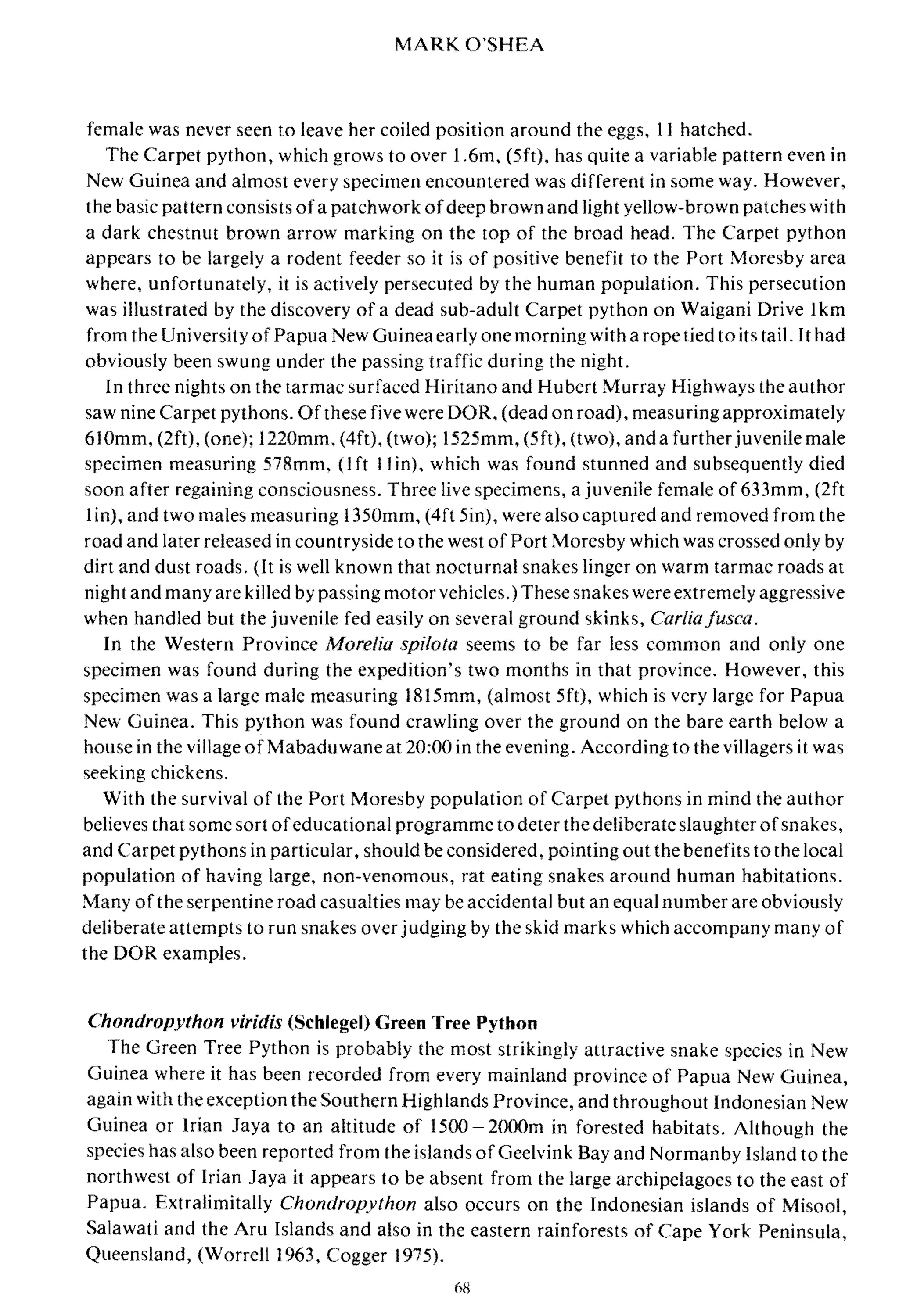 MARK O'SHEA
female was never seen to leave her coiled position around the eggs, 11 hatched.
The Carpet python, which grows to over 1.6m, (5ft). has quite a variable pattern even in
New Guinea and almost every specimen encountered was different in some way. However,
the basic pattern consists ofa patchwork ofdeep brown and light yellow-brown patches with
a dark chestnut brown arrow marking on the top of the broad head. The Carpet python
appears to be largely a rodent feeder so it is of positive benefit to the Port Moresby area
where, unfortunately, it is actively persecuted by the human population. This persecution
was illustrated by the discovery of a dead sub-adult Carpet python on Waigani Drive Ikm
from the University of Papua New Guineaearly one morning with a rope tied to its tail. It had
obviously been swung under the passing traffic during the night.
In three nights on the tarmac surfaced Hiritano and Hubert Murray Highways the author
saw nine Carpet pythons. Of these five were DOR, (dead on road), measuring approximately
6lOmm, (2ft), (one); 1220mm, (4ft), (two); 1525mm, (5ft), (two), anda further juvenile male
specimen measuring 578mm, (1ft I lin). which was found stunned and subsequently died
soon after regaining consciousness. Three live specimens, a juvenile female of 633mm, (2ft
Iin), and two males measuring 1350mm. (4ft Sin), were also captured and removed from the
road and later released in countryside to the west of Port Moresby which was crossed only by
dirt and dust roads. (It is well known that nocturnal snakes linger on warm tarmac roads at
night and many are killed by passing motor vehicles.) These snakes were extremely aggressive
when handled but the juvenile fed easily on several ground skinks, Carliafusca.
In the Western Province lv/orelia spilota seems to be far less common and only one
specimen was found during the expedition's two months in that province. However, this
specimen was a large male measuring 1815mm, (almost 5ft), which is very large for Papua
New Guinea. This python was found crawling over the ground on the bare earth below a
house in the village ofMabaduwane at 20:00 in the evening. According to the villagers it was
seeking chickens.
With the survival of the POft Moresby population of Carpet pythons in mind the author
believes that some sort ofeducational programme to deter the deliberate slaughter ofsnakes,
and Carpet pythons in particular, should be considered, pointing out the benefits to the local
population of having large, non-venomous, rat eating snakes around human habitations.
Many of the serpentine road casualties may be accidental but an equal number are obviously
deliberate attempts to run snakes over judging by the skid marks which accompany many of
the DOR examples.
Chondropython viridis (Schlegel) Green Tree Python
The Green Tree Python is probably the most strikingly attractive snake species in New
Guinea where it has been recorded from every mainland province of Papua New Guinea,
again with the exception the Southern Highlands Province, and throughout Indonesian New
Guinea or Irian Jaya to an altitude of 1500 - 2oo0m in forested habitats. Although the
species has also been reported from the islands ofGeelvink Bay and Normanby Island to the
northwest of Irian Jaya it appears to be absent from the large archipelagoes to the east of
Papua. Extralimitally Chondropython also occurs on the Indonesian islands of Misool,
Salawati and the Aru Islands and also in the eastern rainforests of Cape York Peninsula.
Queensland, (Worrell 1963, Cogger 1975).
 