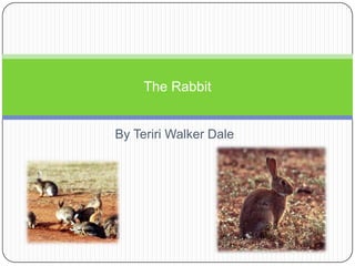 The Rabbit

By Teriri Walker Dale

 