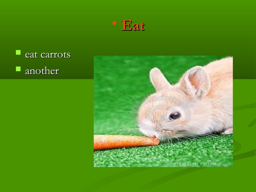 The rabbits / Presentacion de los conejos en ingles