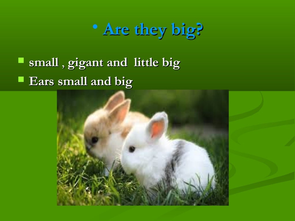 The rabbits / Presentacion de los conejos en ingles