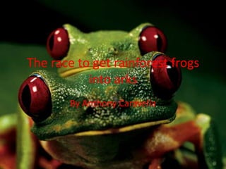The race to get rainforest frogs
           into arks
       By Anthony Caravella
 