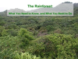 The Rainforest: What You Need to Know, and What You Need to Do 