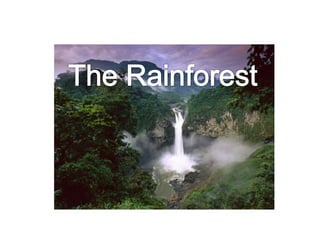 The rainforest