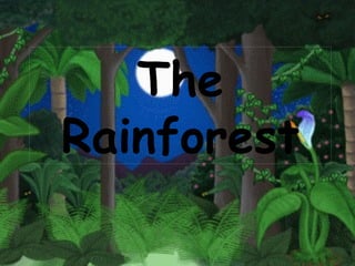 The
Rainforest
 