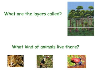 What are the layers called?




   What kind of animals live there?
 