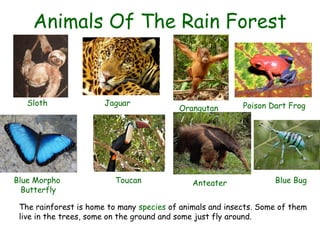 Animals Of The Rain Forest


   Sloth               Jaguar                              Poison Dart Frog
                                          Orangutan




Blue Morpho               Toucan              Anteater             Blue Bug
  Butterfly

 The rainforest is home to many species of animals and insects. Some of them
 live in the trees, some on the ground and some just fly around.
 