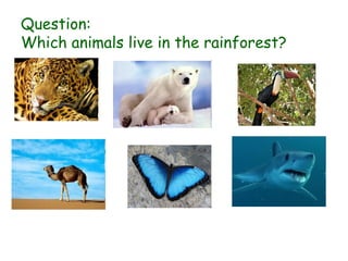 Question:
Which animals live in the rainforest?
 