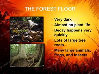  Very dark
 Almost no plant life
 Decay happens very
quickly
 Lots of large tree
roots
 Many large animals,
frogs, and insects
 