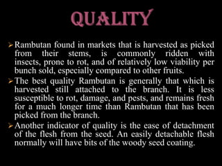 Production:It is a popular garden fruit tree and propagated commercially in small orchards. It is one of the best known fruits of Southeast Asia, including The Philippines. 