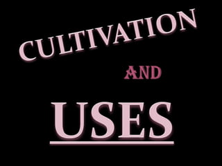 The fruit are usually sold fresh, used in making jams and jellies, or canned. Evergreen Rambutan trees with their abundant colored fruit make beautiful landscape specimens.Products:Aside from eating its fresh fruit, Rambutan fruits can also be processed to products like jam, jellies, Rambutan cocktail, Rambutan sweets and canned Rambutan. Rambutan sweets are used for pie (as raisin), ice cream and fruit ice. Sometimes arils are canned by stuffing with pineapple in heavy syrup. 