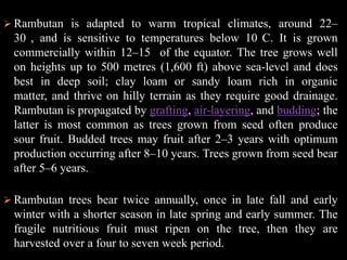 QualityRambutan found in markets that is harvested as picked from their stems, is commonly ridden with insects, prone to rot, and of relatively low viability per bunch sold, especially compared to other fruits.