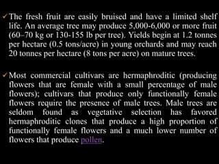 The best quality Rambutan is generally that which is harvested still attached to the branch. It is less susceptible to rot, damage, and pests, and remains fresh for a much longer time than Rambutan that has been picked from the branch.