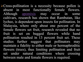 Rambutan is adapted to warm tropical climates, around 22–30°, and is sensitive to temperatures below 10°C. It is grown commercially within 12–15° of the equator. The tree grows well on heights up to 500 metres (1,600 ft) above sea-level and does best in deep soil; clay loam or sandy loam rich in organic matter, and thrive on hilly terrain as they require good drainage. Rambutan is propagated by grafting, air-layering, and budding; the latter is most common as trees grown from seed often produce sour fruit. Budded trees may fruit after 2–3 years with optimum production occurring after 8–10 years. Trees grown from seed bear after 5–6 years.