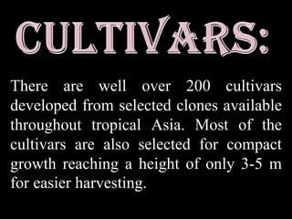 Rambutan trees bear twice annually, once in late fall and early winter with a shorter season in late spring and early summer. The fragile nutritious fruit must ripen on the tree, then they are harvested over a four to seven week period. The fresh fruit are easily bruised and have a limited shelf life. An average tree may produce 5,000-6,000 or more fruit (60–70 kg or 130-155 lb per tree). Yields begin at 1.2 tonnes per hectare (0.5 tons/acre) in young orchards and may reach 20 tonnes per hectare (8 tons per acre) on mature trees. 