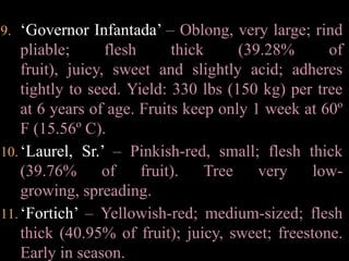VarietieS:Philippine agriculturists undertook a program of selection and the creation of a Testing Plot at the Provincial Nursery, Victoria, Oriental Mindoro. There they assembled 360 trees of which 140 were found to be bearing in 1960 and 196 (mostly males) were non-bearing. Observations of the bearing trees there and at the Arago Farm not far away, resulted in the selection of 21 clones which they classified into 4 groups according to fruit size: 1) very large, 14 or less per lb (31 or less/kg); 2) large, 15 to 16 per lb (32-36/kg); 3) medium, 17 to 19 per lb (37-41/kg); 4) small, 20 or more per lb (42 or more/kg).‘Queen Zaida’ – Dark-red, oblong, medium-size; flesh thick (38.76% of fruit), sweet, juicy; freestone; 60% of fruits kept well for 2 weeks in cold storage. Yield: 275 lbs (125 kg) per tree at 20 years of age.‘Baby Eulie’ – Light-red, very large, flesh thick (39.92% of fruit), soft, freestone. Kept well only 1 week at 60º F (15.56º C). Yield: 352 lbs (160 kg) per tree at 8 years of age.‘Princess Caroline’ – Dark-red, small, rind pliable; flesh thick (44.14% of fruit); seeds small. Kept well for 2 weeks at 60º F (15.56º C). Yield; 440 lbs (200 kg) per tree at 8 years of age.‘Quezon’ – Yellowish- red, small to medium; rind pliable; flesh thick (38.24% of fruit); sweet, slightly acid, juicy. Yield: 343 lbs (156 kg) per tree at 8 years of age.