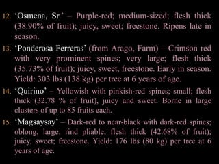 ‘Roxas’ – Dark-red; medium-sized; flesh thick (42.97% of fruit); juicy, sweet, adheres to seed. Yield: 429 lbs (195 kg) per tree at 8 years of age.‘Zamora’ – Yellowish rind with pale-pink spines; oblong; small; rind hard; flesh thick (38.29% of fruit), juicy and sweet. Yield: 330 lbs (150 kg) per tree at 7 years of age. Ripens mid-to late October. After 2 weeks of refrigeration at 60º F (15.56º C) 80% of the fruits were still in good condition.Victoria’ – Yellowish with red spines; rind thick; flesh thick, juicy, sweet, freestone. Yield: 132 lbs (60 kg) per tree at 6 years of age. Early in season (mid-July).‘Baby Christie’ – Yellowish-red with soft, silvery-pink spines; large. Flesh thick (36.41% of fruit).