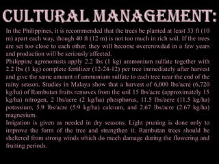 ‘Osmena, Sr.’ – Purple-red; medium-sized; flesh thick (38.90% of fruit); juicy, sweet; freestone. Ripens late in season.‘Ponderosa Ferreras’ (from Arago, Farm) – Crimson red with very prominent spines; very large; flesh thick (35.73% of fruit); juicy, sweet, freestone. Early in season. Yield: 303 lbs (138 kg) per tree at 6 years of age.‘Quirino’ – Yellowish with pinkish-red spines; small; flesh thick (32.78 % of fruit), juicy and sweet. Borne in large clusters of up to 85 fruits each.‘Magsaysay’ – Dark-red to near-black with dark-red spines; oblong, large; rind pliable; flesh thick (42.68% of fruit); juicy, sweet; freestone. Yield: 176 lbs (80 kg) per tree at 6 years of age.
