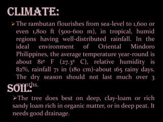 Cultural management:In the Philippines, it is recommended that the trees be planted at least 33 ft (10 m) apart each way, though 40 ft (12 m) is not too much in rich soil. If the trees are set too close to each other, they will become overcrowded in a few years and production will be seriously affected.Philippine agronomists apply 2.2 lbs (1 kg) ammonium sulfate together with 2.2 lbs (1 kg) complete fertilizer (12-24-12) per tree immediately after harvest and give the same amount of ammonium sulfate to each tree near the end of the rainy season. Studies in Malaya show that a harvest of 6,000 lbs/acre (6,720 kg/ha) of Rambutan fruits removes from the soil 15 lbs/acre (approximately 15 kg/ha) nitrogen, 2 lbs/acre (2 kg/ha) phosphorus, 11.5 lbs/acre (11.5 kg/ha) potassium, 5.9 lbs/acre (5.9 kg/ha) calcium, and 2.67 lbs/acre (2.67 kg/ha) magnesium.Irrigation is given as needed in dry seasons. Light pruning is done only to improve the form of the tree and strengthen it. Rambutan trees should be sheltered from strong winds which do much damage during the flowering and fruiting periods.