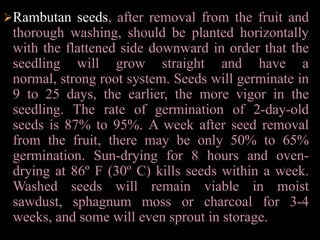 Climate:The rambutan flourishes from sea-level to 1,600 or even 1,800 ft (500-600 m), in tropical, humid regions having well-distributed rainfall. In the ideal environment of Oriental Mindoro Philippines, the average temperature year-round is about 81º F (27.3º C), relative humidity is 82%, rainfall 71 in (180 cm)-about 165 rainy days. The dry season should not last much over 3 months.soil:The tree does best on deep, clay-loam or rich     sandy loam rich in organic matter, or in deep peat. It needs good drainage.Methodofpropagation