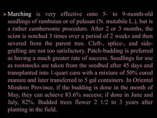 Rambutan seedlings bear in 5-6 years, but the ratio of female to male trees is 4 or 5 to 7. One Philippine seedling orchard was found to have 67% male trees. Then, too, hardly 5% of female trees give a profitable yield. Vegetative propagation is essential.