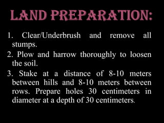 1. Clear/Underbrush and remove all stumps.2. Plow and harrow thoroughly to loosen the soil.3. Stake at a distance of 8-10 meters between hills and 8-10 meters between rows. Prepare holes 30 centimeters in diameter at a depth of 30 centimeters.Land preparation: