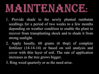 maintenance:1. Provide shade to the newly planted rambutan seedlings for a period of two weeks to a few months depending on weather condition to enable the plant to recover from transplanting shock and to shade it from strong sunlight.2. Apply basally, 60 grams (6 tbsp) of complete fertilizer (14-14-14) or based on soil analysis and cover with thin layer of soil. The rate of application increases as the tree grows bigger.3. Ring weed quarterly or as the need arise.