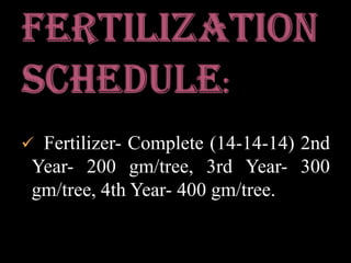 Fertilization schedule:  Fertilizer- Complete (14-14-14) 2nd Year- 200 gm/tree, 3rd Year- 300 gm/tree, 4th Year- 400 gm/tree.Harvesting