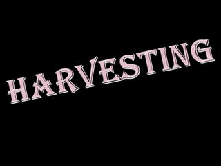 Harvest Rambutan fruits when skin is pinkish red. Rambutan fruits do not ripen at the same time even within a bunch and this necessitates harvesting by priming.