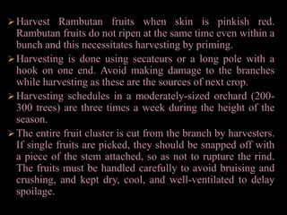 Harvesting is done using secateurs or a long pole with a hook on one end. Avoid making damage to the branches while harvesting as these are the sources of next crop.