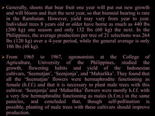 Generally, shoots that bear fruit one year will put out new growth and will bloom and fruit the next year, so that biennial bearing is rare in the Rambutan. However, yield may vary from year to year. Individual trees 8 years old or older have borne as much as 440 lbs (200 kg) one season and only 132 lbs (60 kg) the next. In the Philippines, the average production per tree of 21 selections was 264 lbs (120 kg) over a 4-year period, while the general average is only 106 lbs (48 kg).