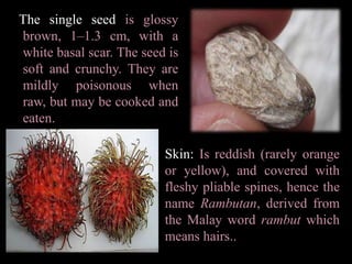  DescriptionTress:Evergreen tree growing to a height of 12–20 m. Rambutan trees are either male (producing only staminate flowers and, hence, produce no fruit), female (producing flowers that are only functionally female), or hermaphroditic (producing flowers that are female with a small percentage of male flowers).Leaves: Leaves are alternate, 10–30 cm long, pinnate, with 3-11 leaflets, each leaflet    5–15 cm wide and 3-10 cm broad, with an entire margin. Flower: Flowers are small,     2.5–5 mm, apetalous, discoidal, and borne in erect terminal panicles 15–30 cm wide. 