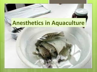 Therapeutants in aquaculture | PDF