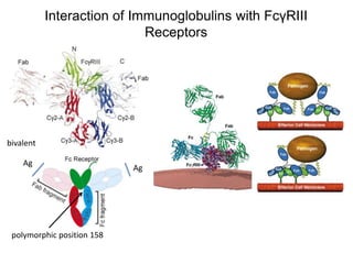 Interaction of Immunoglobulins with FcγRIII
Receptors
polymorphic position 158
Ag
Ag
bivalent
 
