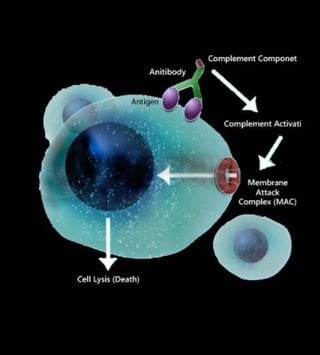 Therapeutic CDC⁺ Biobetter Antibody Production.pdf