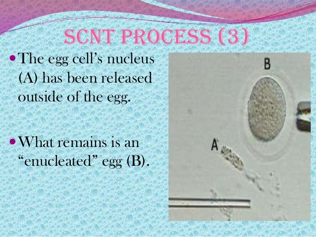 Need help do my essay therapeutic cloning