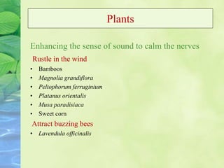 Plants
Enhancing the sense of sound to calm the nerves
Rustle in the wind
• Bamboos
• Magnolia grandiflora
• Peltophorum ferruginium
• Platanus orientalis
• Musa paradisiaca
• Sweet corn
Attract buzzing bees
• Lavendula officinalis
 