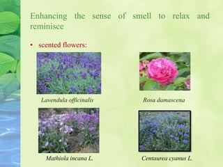 Enhancing the sense of smell to relax and
reminisce
• scented flowers:
lavender
Lavendula officinalis Rosa damascena
Centaurea cyanus L.Mathiola incana L.
 