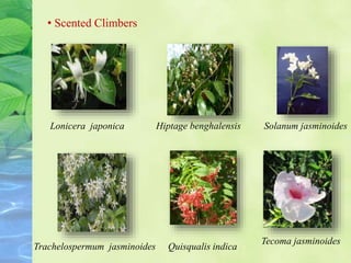 • Scented Climbers
Trachelospermum jasminoides Quisqualis indica
Tecoma jasminoides
Solanum jasminoidesHiptage benghalensisLonicera japonica
 