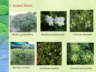 Abelia x grandiflora Gardenia jasminoides
Murraya exotica Jasminum sambac
Cestrum diurnum
Cestrum nocturnum
• Scented Shrubs
 