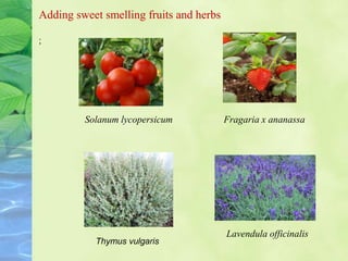 Adding sweet smelling fruits and herbs
;
Thymus vulgaris
Solanum lycopersicum Fragaria x ananassa
Lavendula officinalis
 