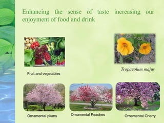 Enhancing the sense of taste increasing our
enjoyment of food and drink
Fruit and vegetables
Tropaeolum majus
Ornamental plums Ornamental Peaches Ornamental Cherry
 