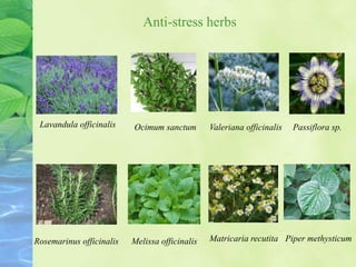 Lavandula officinalis Ocimum sanctum Valeriana officinalis Passiflora sp.
Rosemarinus officinalis Melissa officinalis Matricaria recutita Piper methysticum
Anti-stress herbs
 