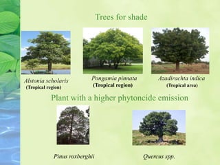 Trees for shade
Alstonia scholaris
(Tropical region)
Pongamia pinnata
(Tropical region)
Azadirachta indica
(Tropical area)
Plant with a higher phytoncide emission
Pinus roxberghii Quercus spp.
 