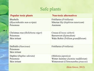 Safe plants
Popular toxic plants Non-toxic alternatives
Bluebells
(Hyacinthoides non-scripta)
Poisonous
Fritillaries (Fritillaria)
Siberian lily (Ixiplirion tataricum)
Anemone
Christmas rose (Helleborus niger)
Poisonous
Skin irritant
Crocus (Crocus sieberi)
Barrenwort (Epimedium)
Wake Robin (Trillium grandiflorum)
Daffodils (Narcissus)
Poisonous
Skin irritant
Fritillaries (Fritillaria)
Daphne (Daphne odorata)
Poisonous
Skin irritant
(Mahonia japonica)
Winter Jasmine (Jasmine nudiflorum)
Wintersweet (Chimonanthus praecox)
(Kim Grove, 2012)
 