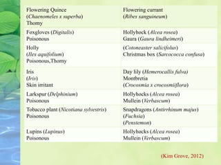 Flowering Quince
(Chaenomeles x superba)
Thorny
Flowering currant
(Ribes sanguineum)
Foxgloves (Digitalis)
Poisonous
Hollyhock (Alcea rosea)
Gaura (Gaura lindheimeri)
Holly
(Ilex aquifolium)
Poisonous,Thorny
(Cotoneaster salicifolus)
Christmas box (Sarcococca confusa)
Iris
(Iris)
Skin irritant
Day lily (Hemerocallis fulva)
Montbretia
(Crocosmia x crocosmiiflora)
Larkspur (Delphinium)
Poisonous
Hollyhocks (Alcea rosea)
Mullein (Verbascum)
Tobacco plant (Nicotiana sylvestris)
Poisonous
Snapdragons (Antirrhinum majus)
(Fuchsia)
(Penstemon)
Lupins (Lupinus)
Poisonous
Hollyhocks (Alcea rosea)
Mullein (Verbascum)
(Kim Grove, 2012)
 