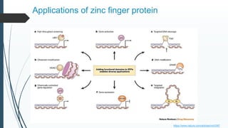 Therapeutic gene modulation | PPTX