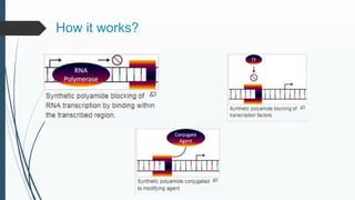 Therapeutic gene modulation | PPTX