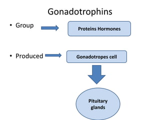 Gonadotrophins
• Group
• Produced
Proteins Hormones
Gonadotropes cell
Pituitary
glands
 