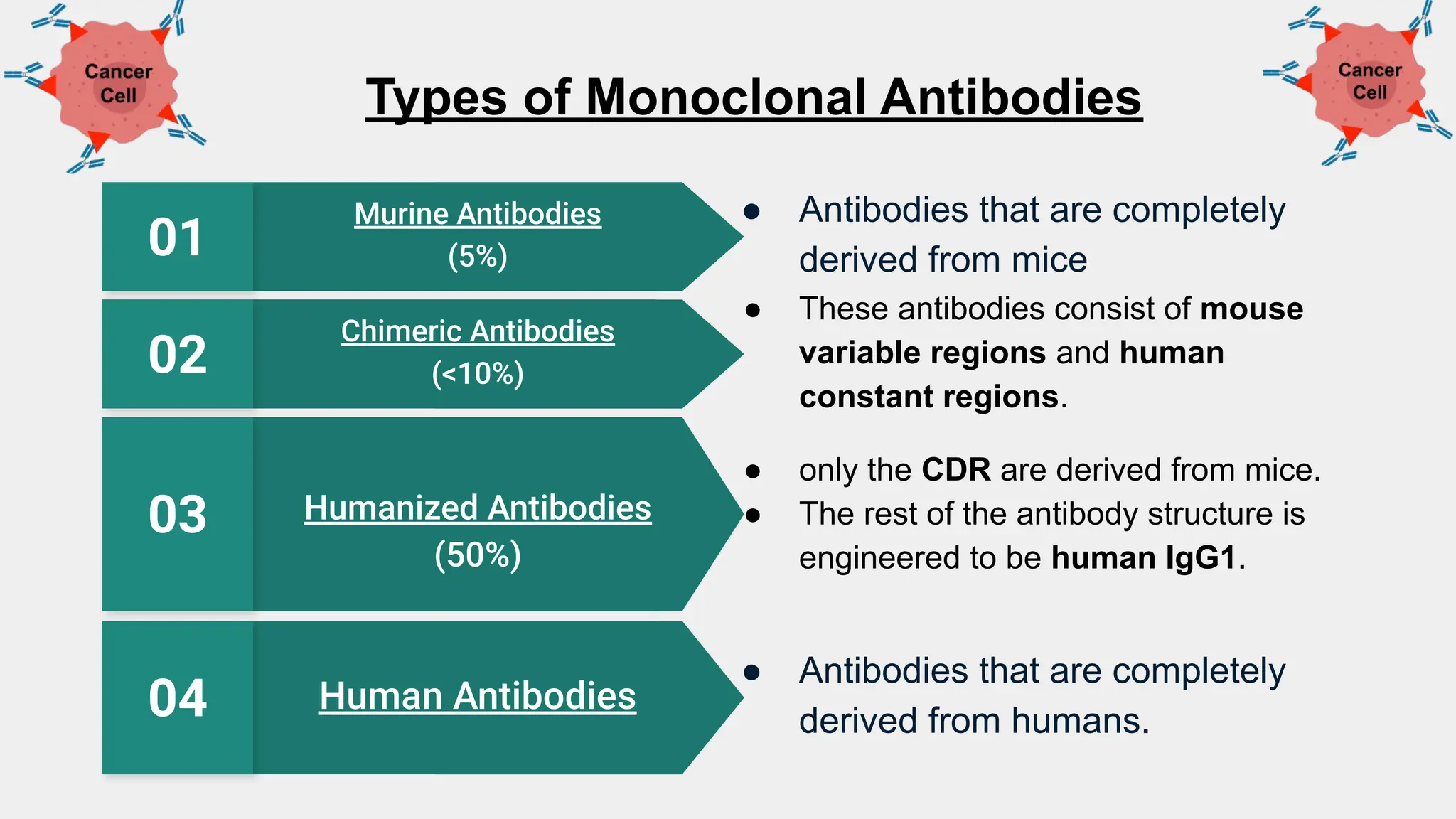 Therapeutic Monoclonal Antibodies Against Cancer_ Present and Future.pdf